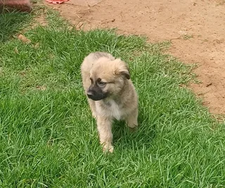 German Shepherd Cross Puppies Ready Now!