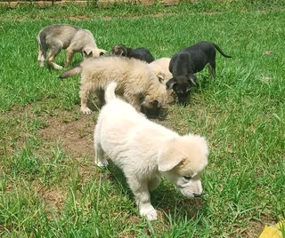 German Shepherd Cross Puppies Ready Now!