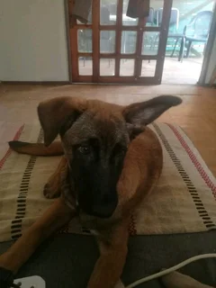 Melonoie puppy 5 month old