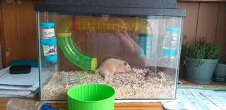 Syrian hamster
