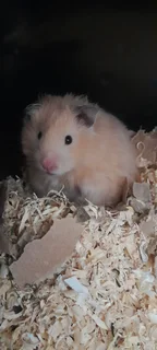 Syrian hamster