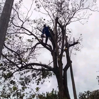Tree Felling Services