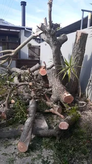 Tree Felling Services