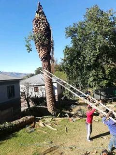 TREE FELLING SERVICES