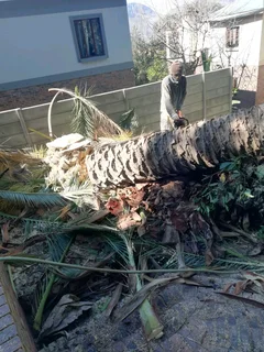TREE FELLING SERVICES