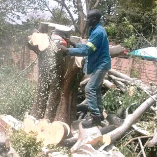 TREE FELLING SERVICES