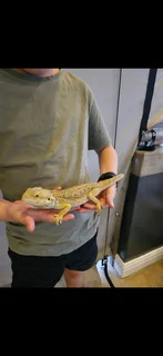 Bearded Dragon and enclosure
