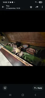 Bearded Dragon and enclosure