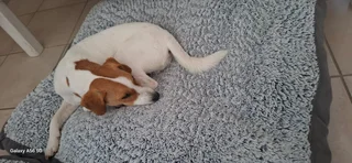 Jack Russel 10mnth Old