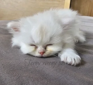 Registered Chinchilla kittens