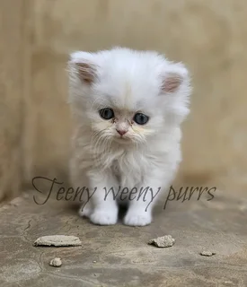 Gorgous Chinchilla Persian kittens