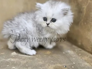 Gorgous Chinchilla Persian kittens