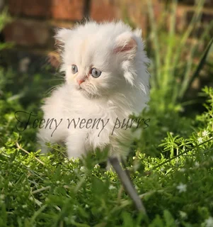 Gorgous Chinchilla Persian kittens