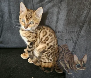 CASA registered Bengal Kittens available