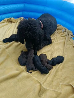 Standard French Poodles