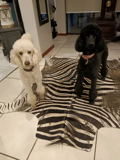 Standard French Poodles