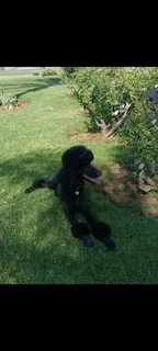 Standard French Poodles