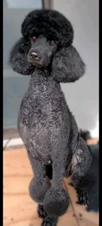 Standard French Poodles