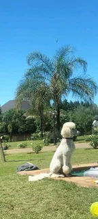 Standard French Poodles