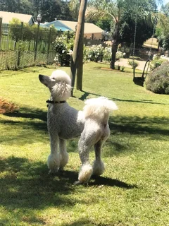 Standard French Poodles
