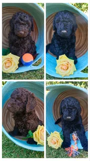 Standard French Poodle Puppies!