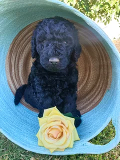 Standard French Poodle Puppies!