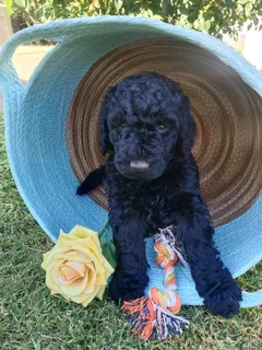 Standard French Poodle Puppies!
