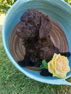 Standard French Poodle Puppies!