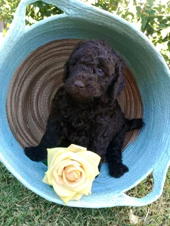 Standard French Poodle Puppies!