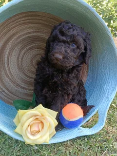 Standard French Poodle Puppies!