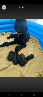Standard French Poodle Puppies!