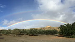 Altevrede Olive Estate (633)