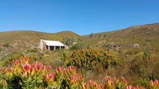 King Of The Hills (623)