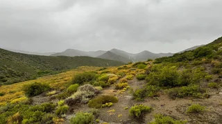 Natural Beginnings (642)