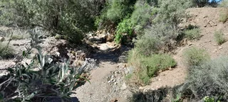 Natural Beginnings (642)