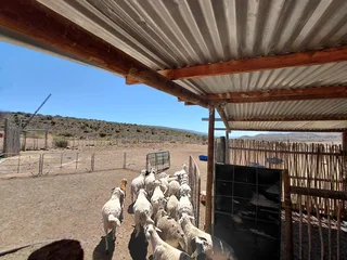 Greenheart Valley (645)