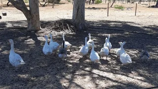 Geese - Ad posted by Roxanne Brind