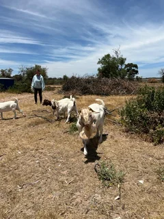 Savanna/Boerbok package