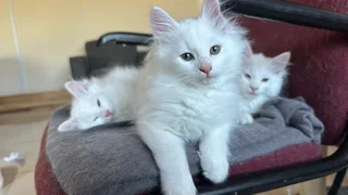 Maine Coon kittens