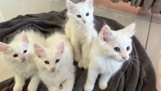 Maine Coon kittens