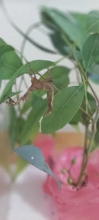 australian stick insects