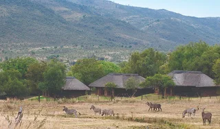 Bakubung Resort in Pilanesburg Game Reserve peak week 2-9 Jan 2026