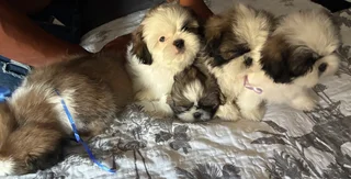 Shih Tzu puppies