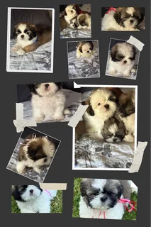 Shih Tzu puppies