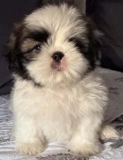 Shih Tzu puppies