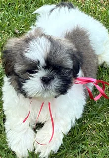 Shih Tzu puppies