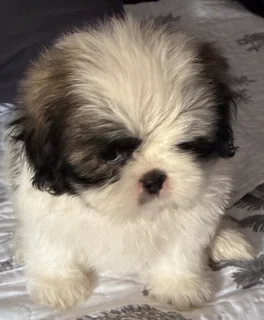Shih Tzu puppies