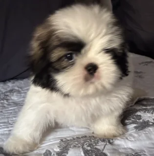 Shih Tzu puppies