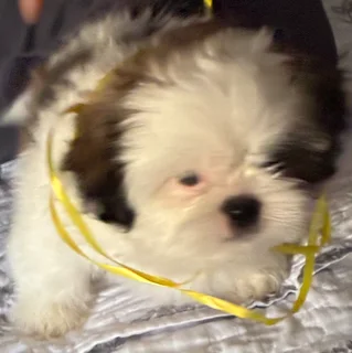 Shih Tzu puppies