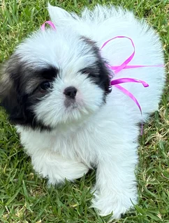 Shih Tzu puppies